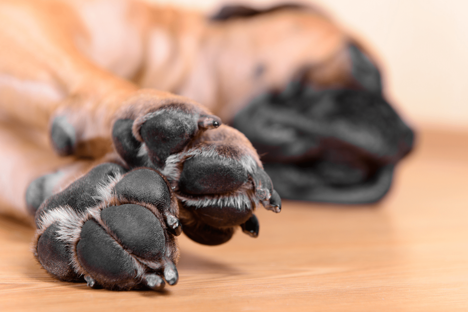 Close-up of a dog’s paw pads while resting on the floor