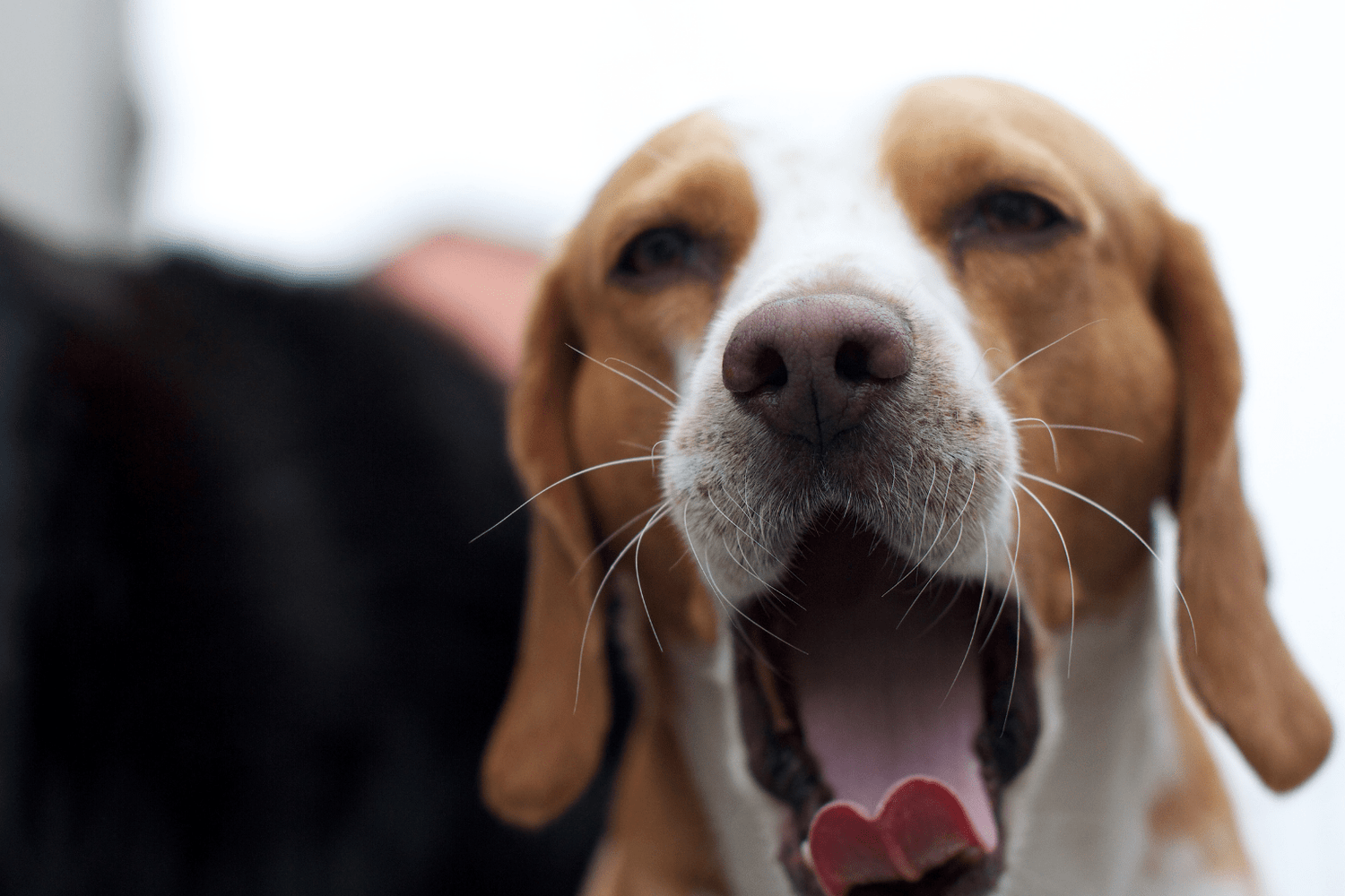 Beagle yawning with mouth wide open