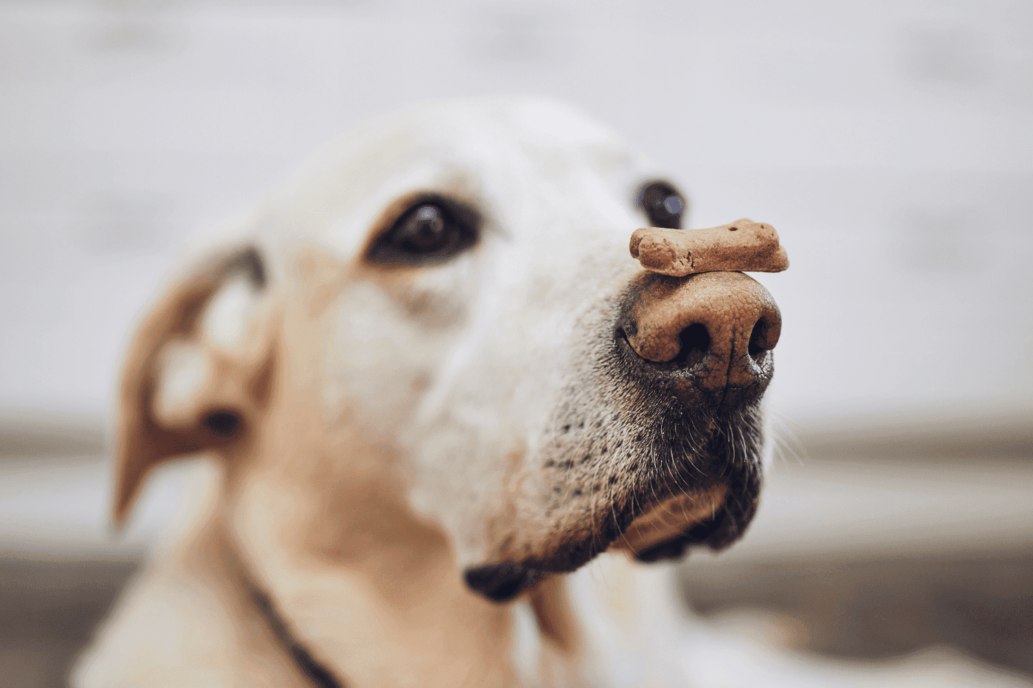 Dog balancing a treat on its nose