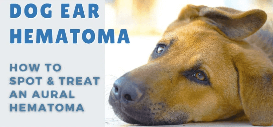 How to Spot and Treat a Dog s Ear Hematoma