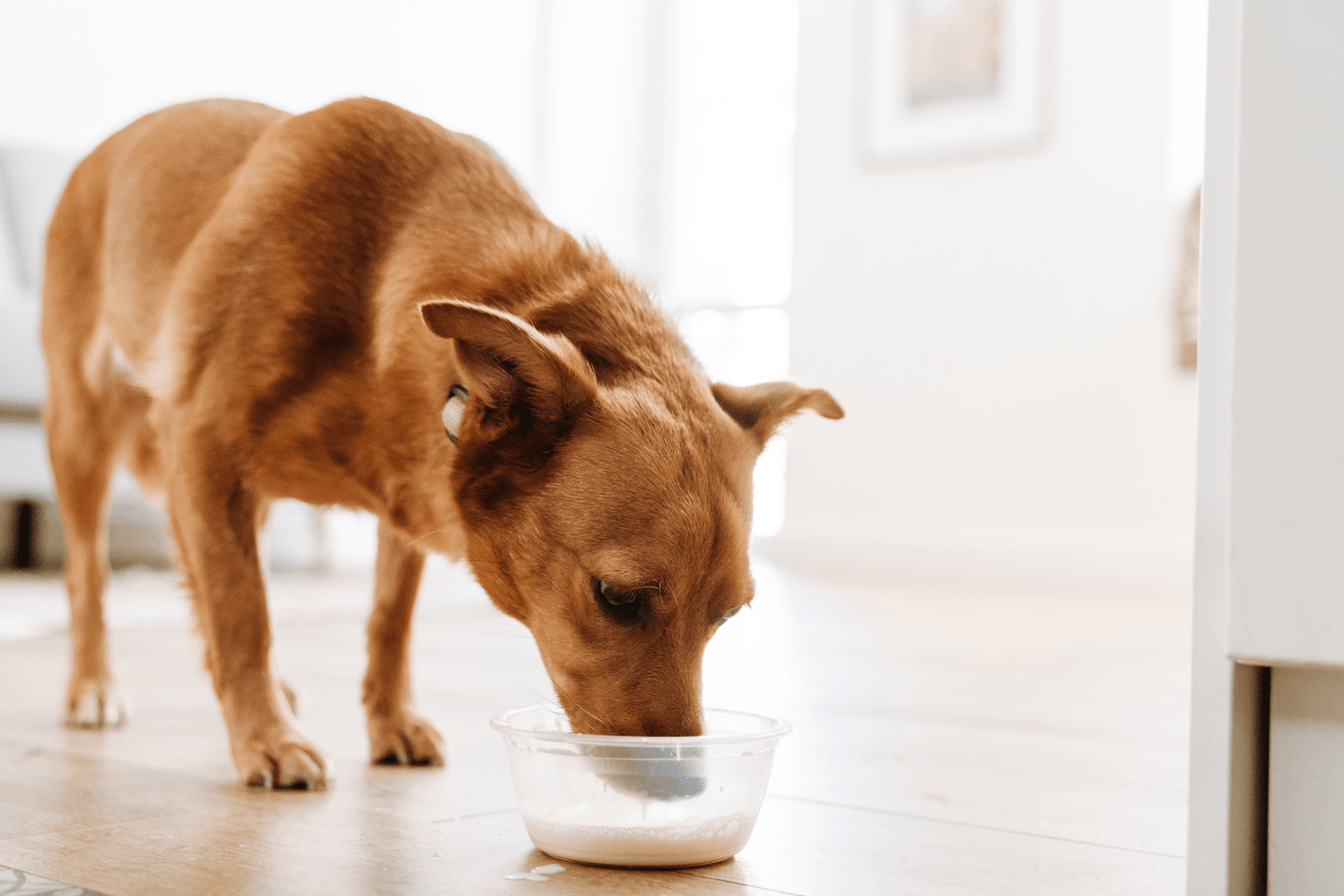 Dog drinking from a clear bowl indoors