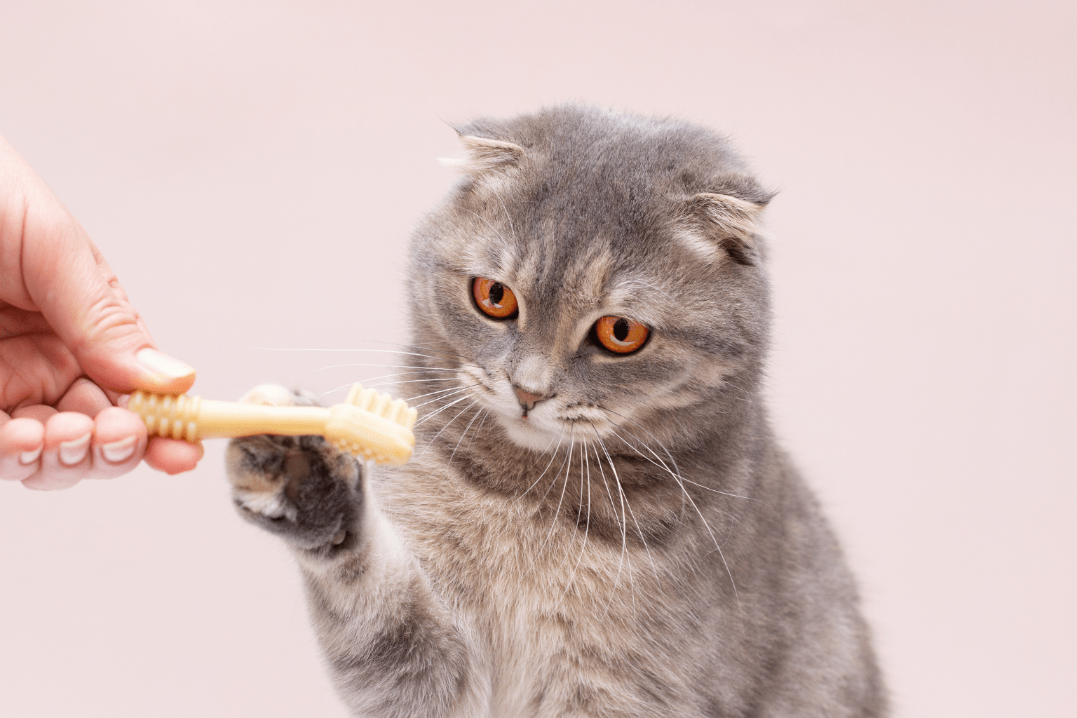 Grey cat curiously holding a toothbrush with its paw