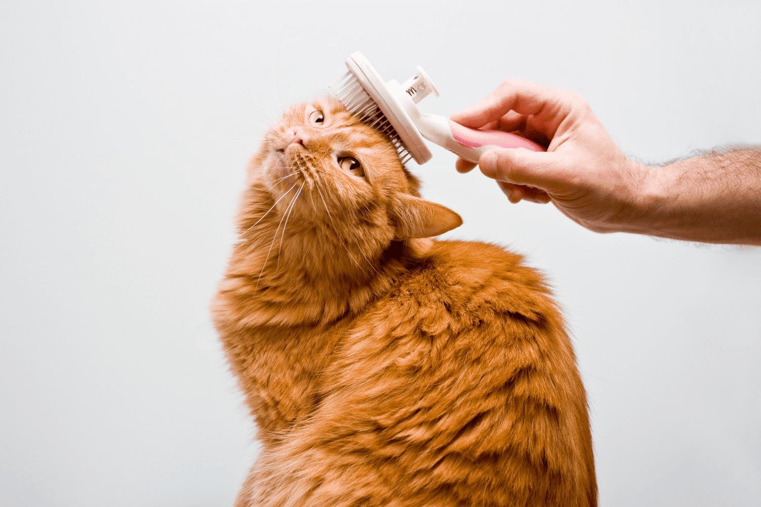 Orange cat being brushed with a grooming tool
