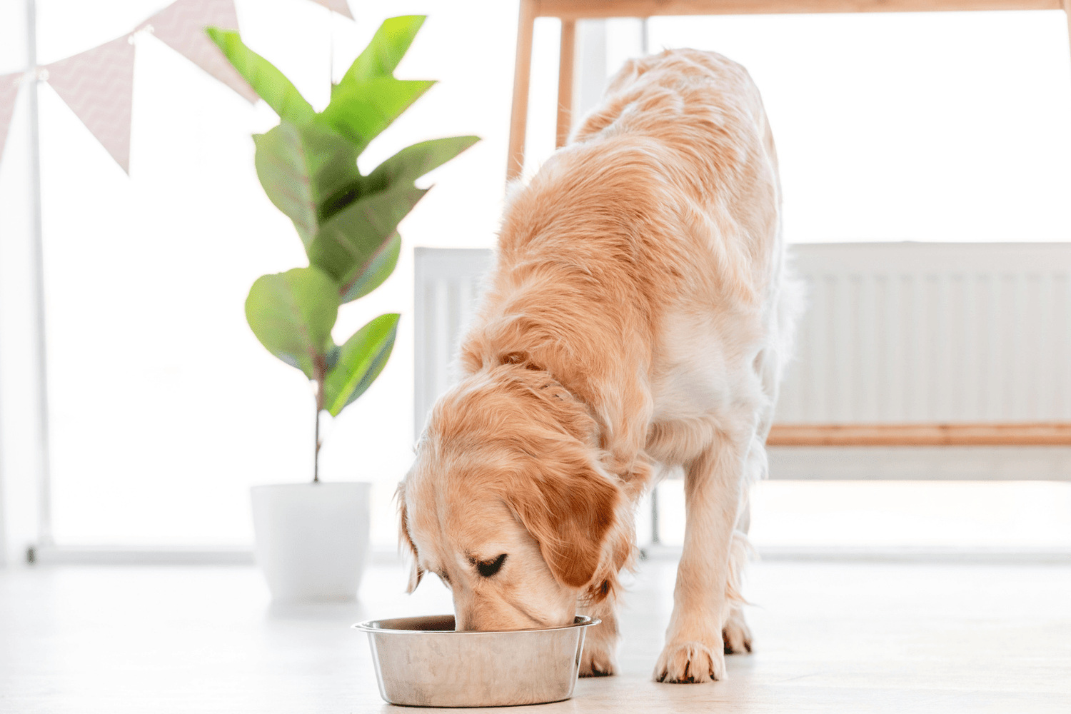 A golden retriever eating from a silver bowl indoors