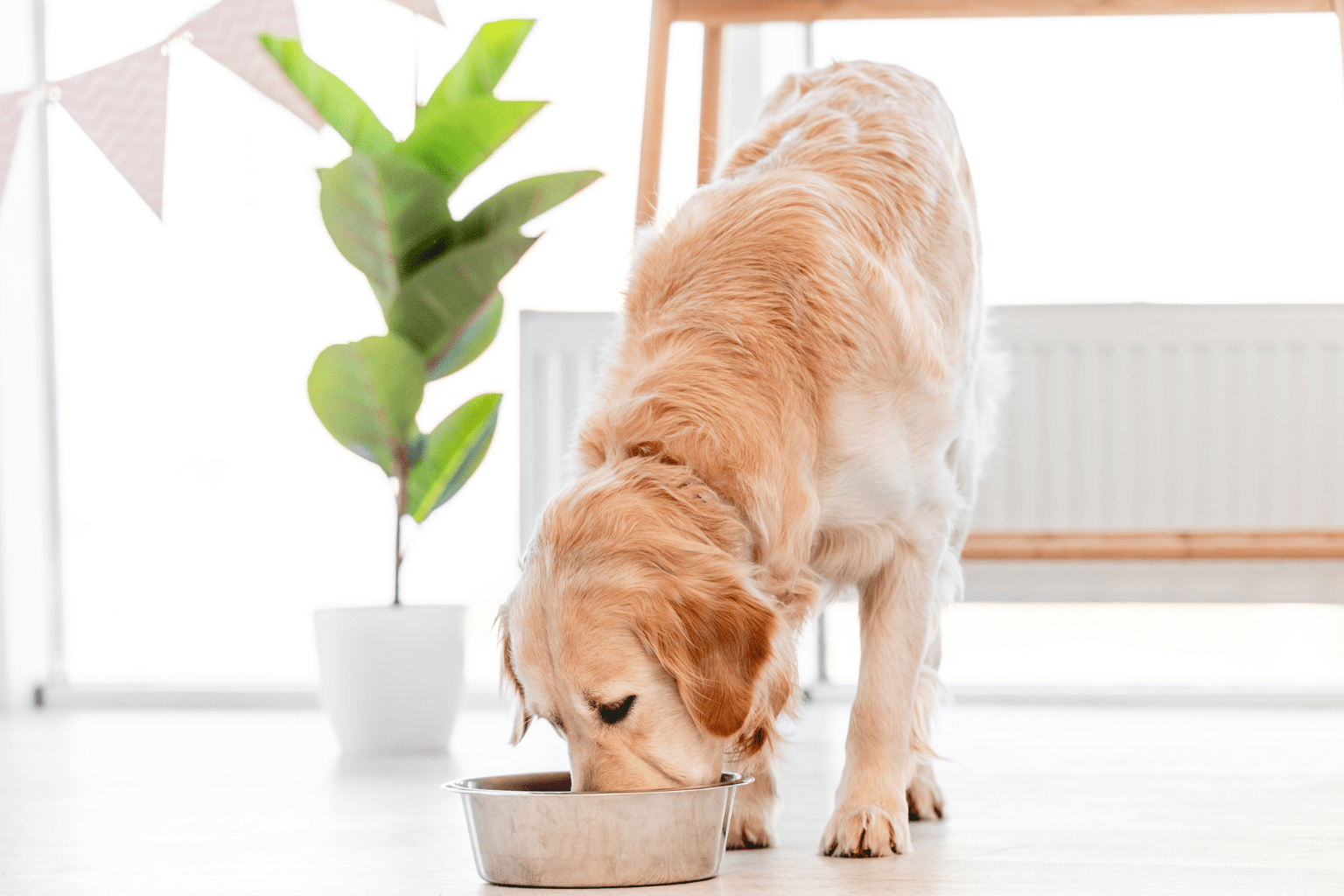 A golden retriever eating from a silver bowl indoors