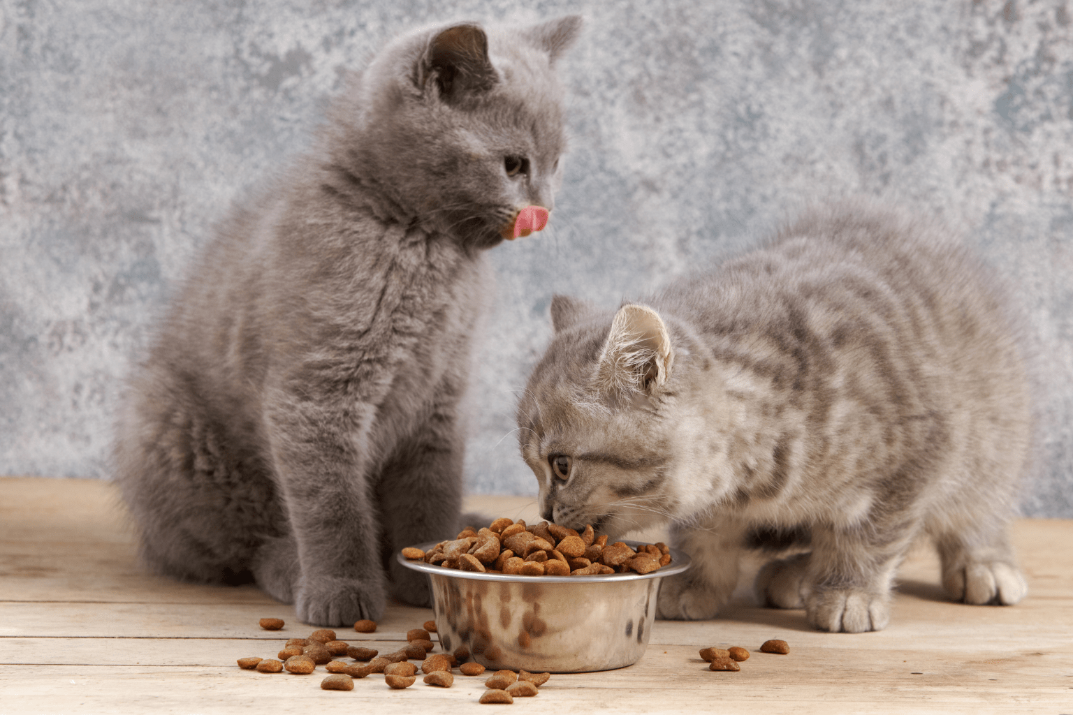 Grey kittens sharing a food bowl