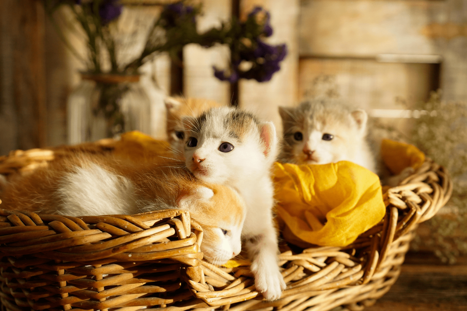 Kittens snuggled together in a wicker basket