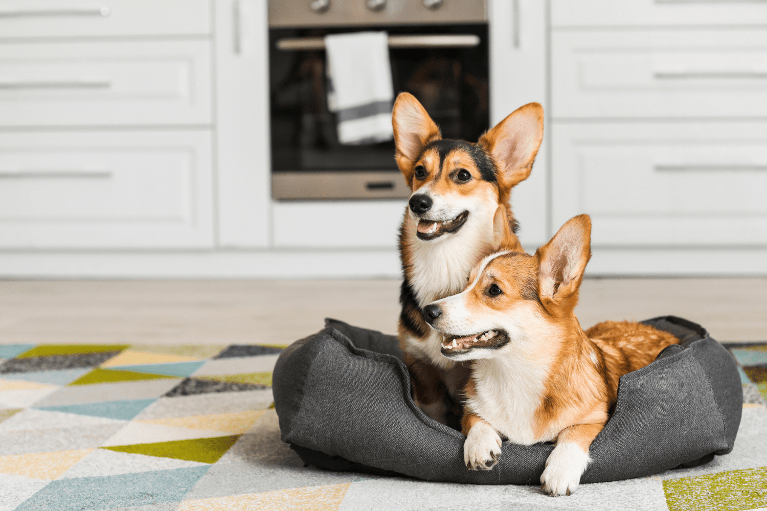 Two corgis sharing a small pet bed in a kitchen