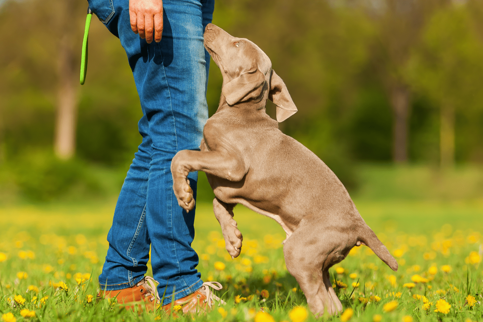 Playful puppy jumping up on a person in a grassy field