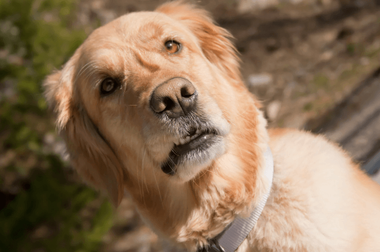 Golden dog looking uncomfortable