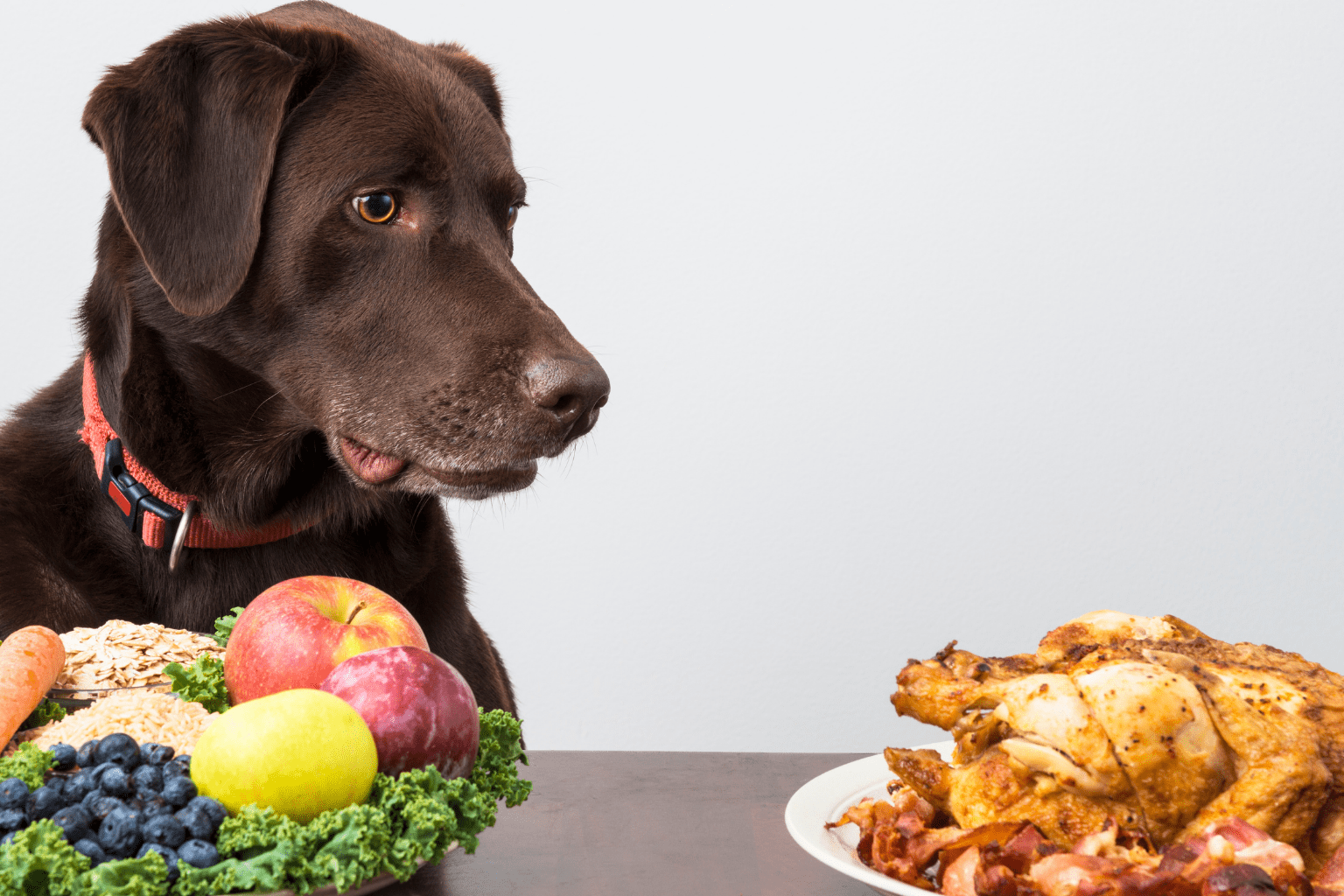 Chocolate Labrador staring at a roasted chicken and fruits on a table