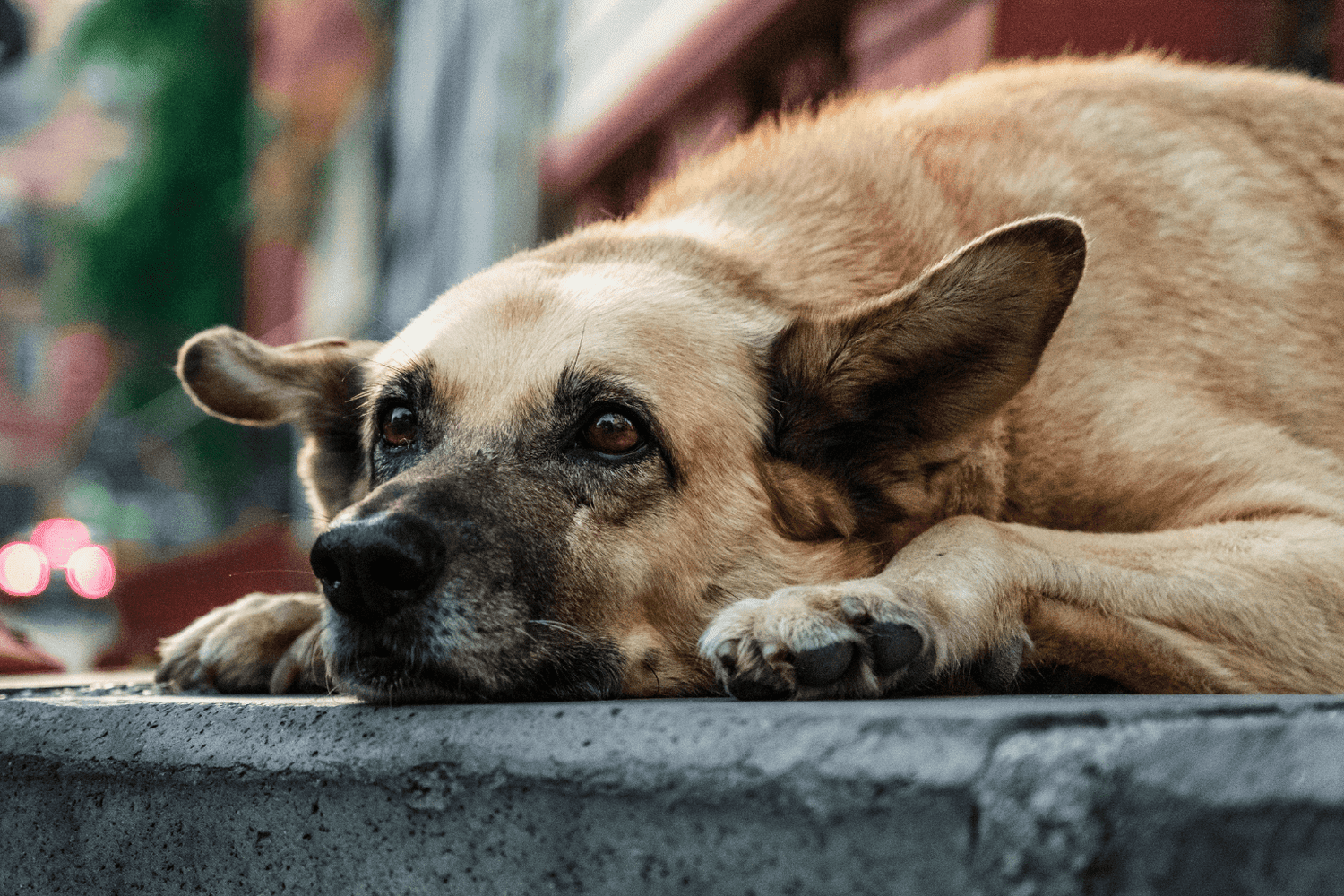 Sad dog lying down on concrete