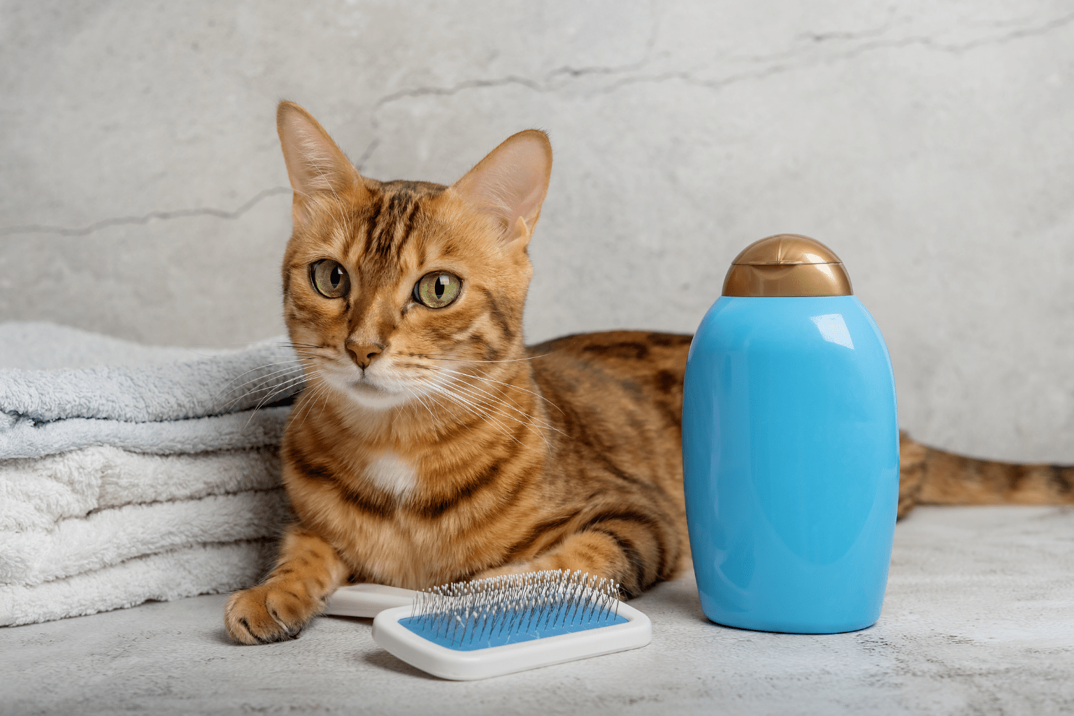 Bengal cat lying beside a brush, towels, and shampoo bottle