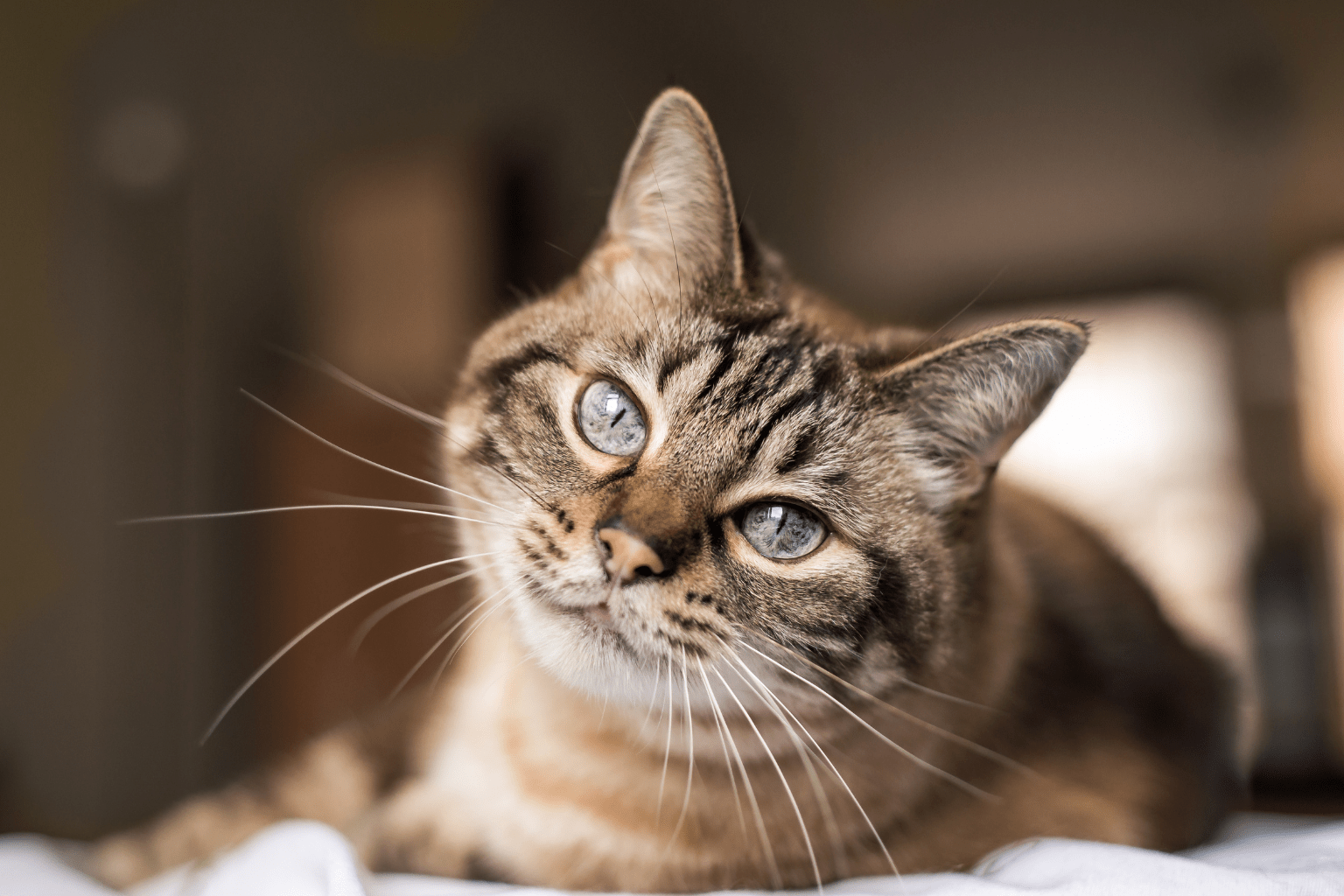 Tabby cat tilting its head with bright blue-green eyes