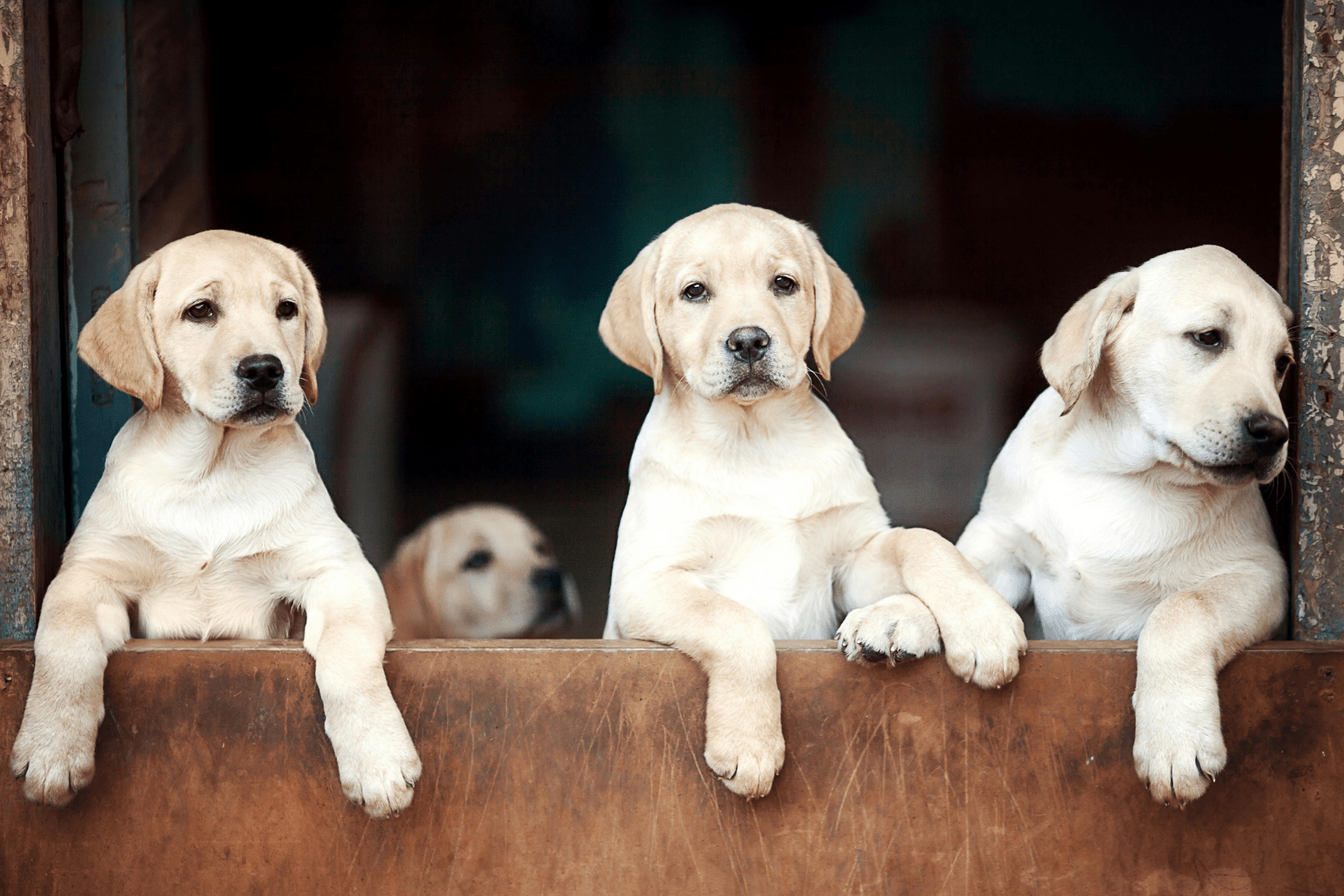 Three labrador puppies leaning over a wooden ledge