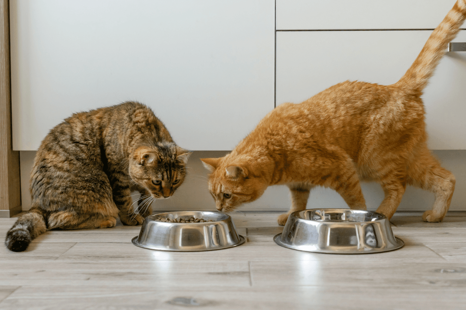 Two cats eating from metal food bowls on the floor