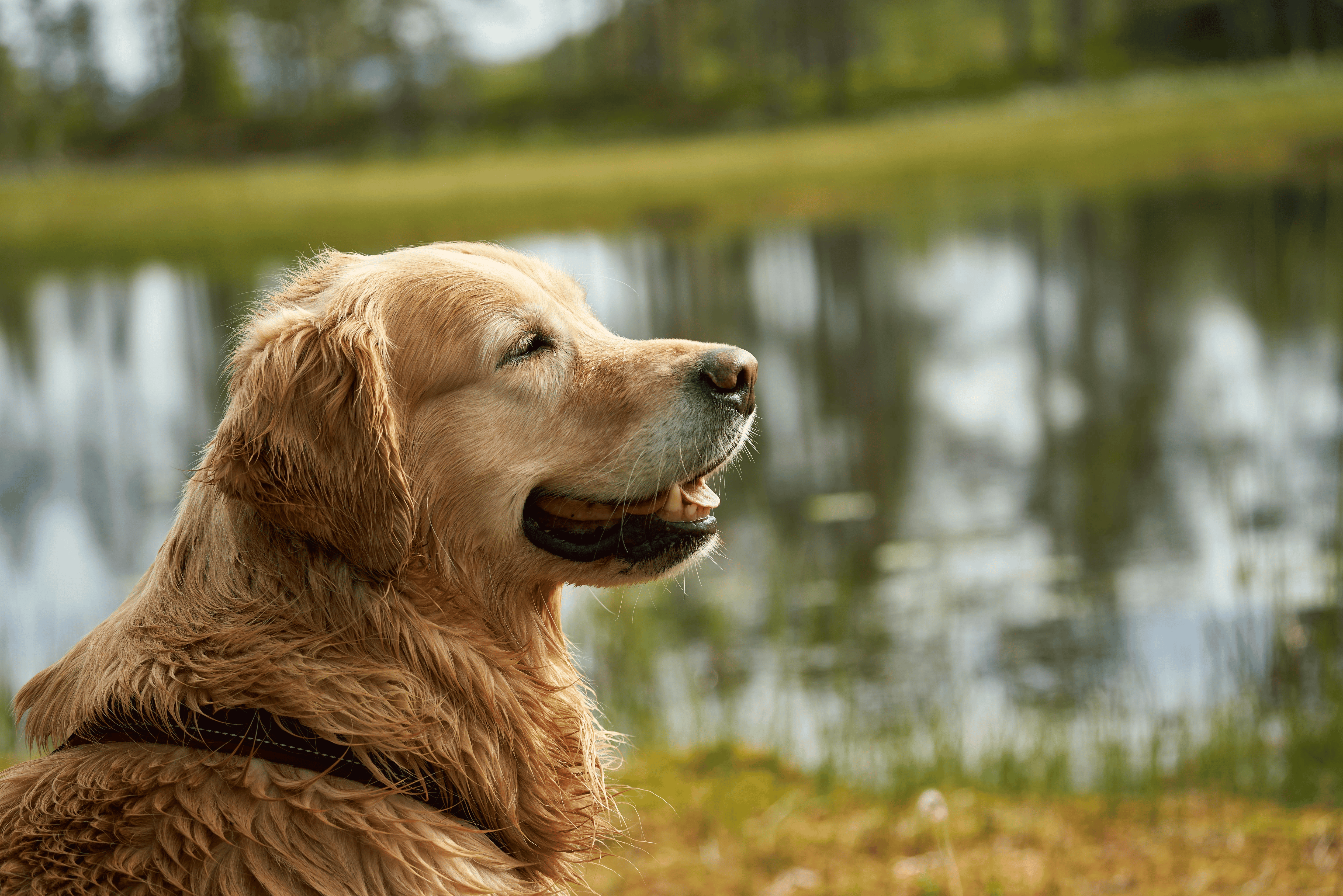 Old Happy Dog By Lake