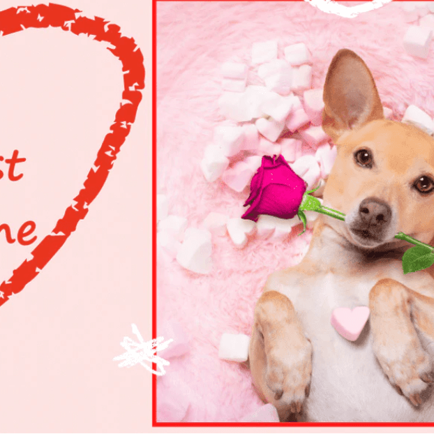 Pink and red heart with dog with rose in mouth