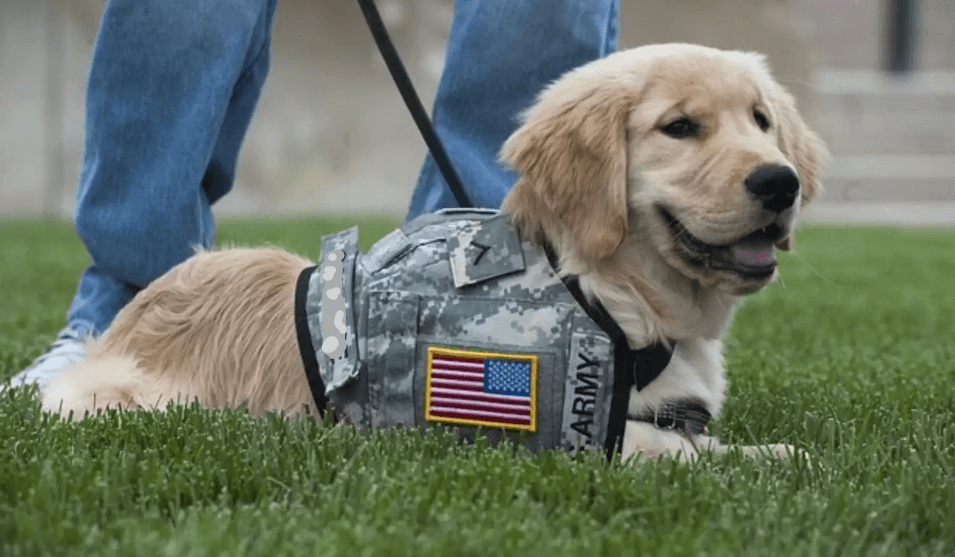 Service Dogs for Veterans: Supporting the Men & Women who Chose to Serve our Country