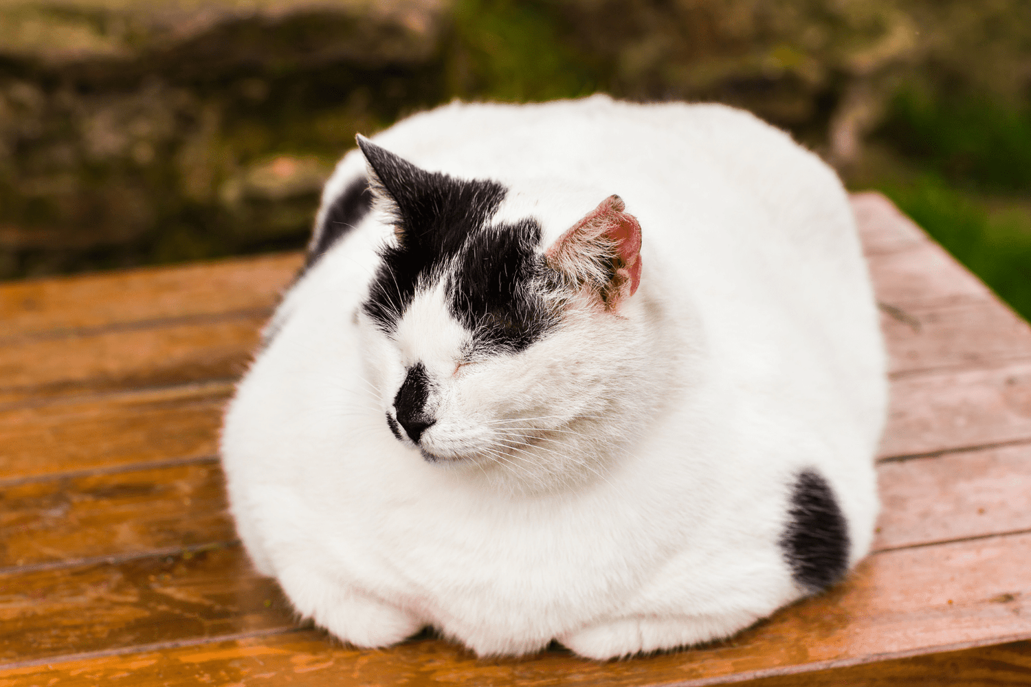 White and black cat sleeping peacefully on a wooden bench