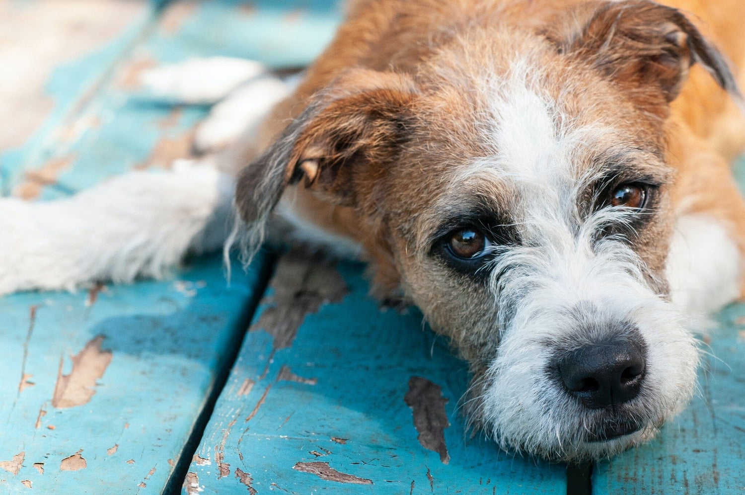Brown and white dog lying on a blue painted deck and looking at the camera