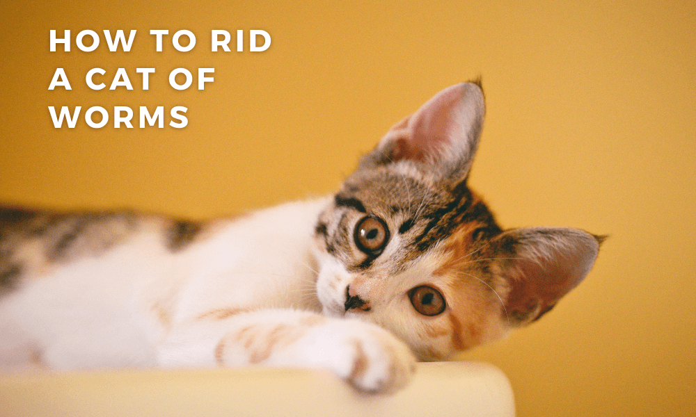 does tobacco kill worms in cats Does My Cat Have Worms and How To Get Rid of Them? does tobacco kill worms in cats Does My Cat Have Worms and How To Get Rid of Them?