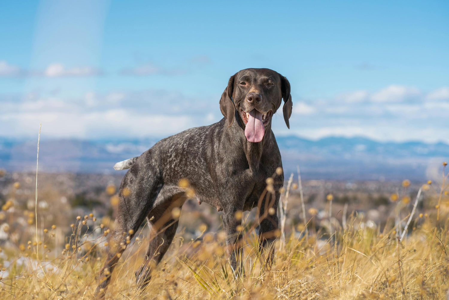 Senior Dog Standing on Mountaintop