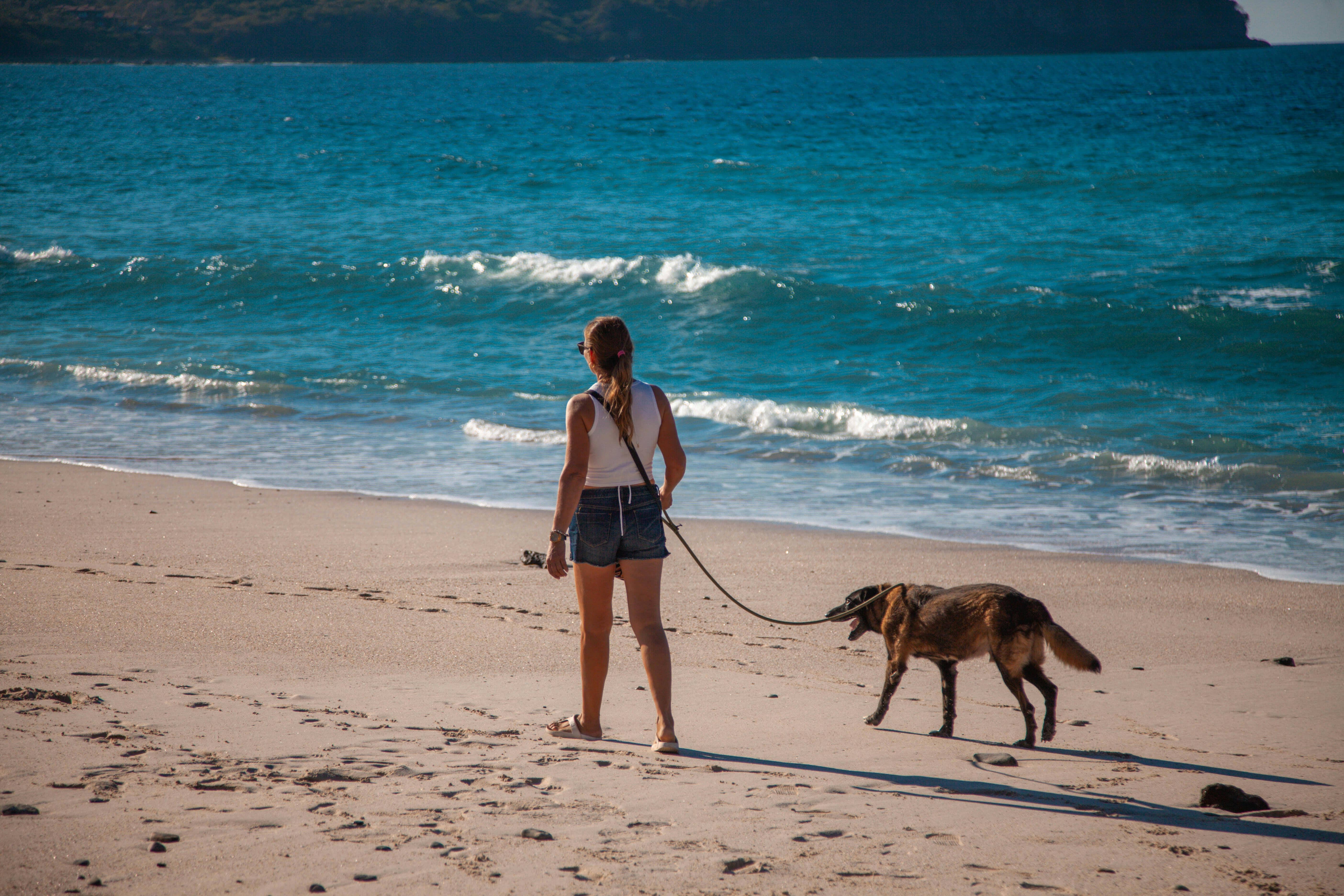 Natural Homeopathic Remedies For Anxious Dogs Guide