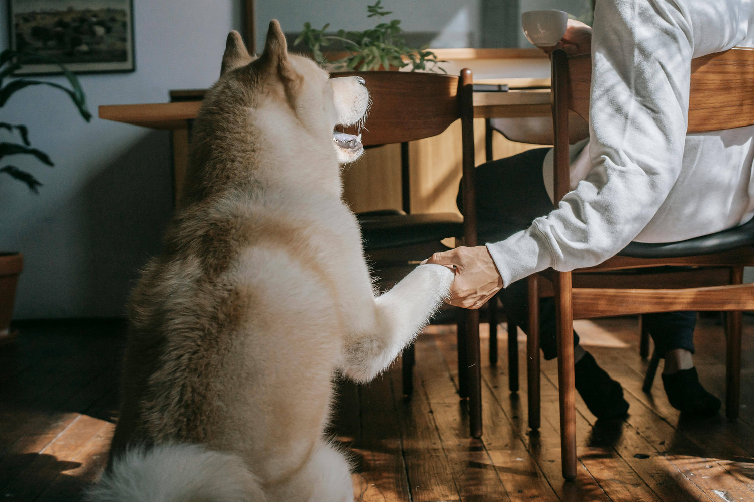 Dog Giving Paw at Table