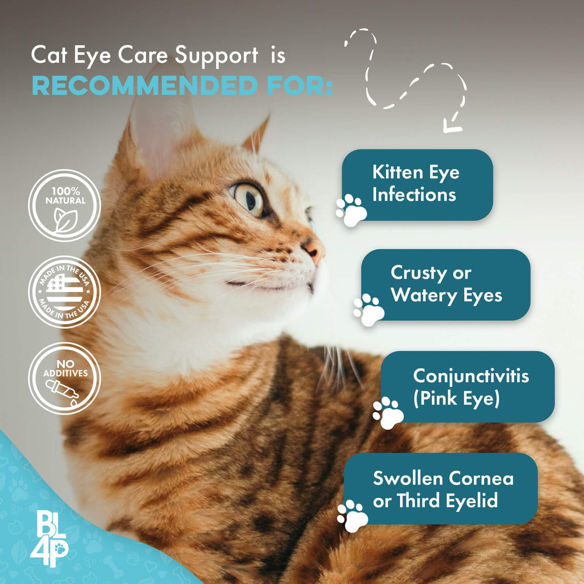 Cat Eye Infection, Eye Care & Vision Support BestLife4Pets