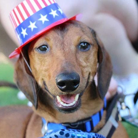 Dogs with 4th of July hat