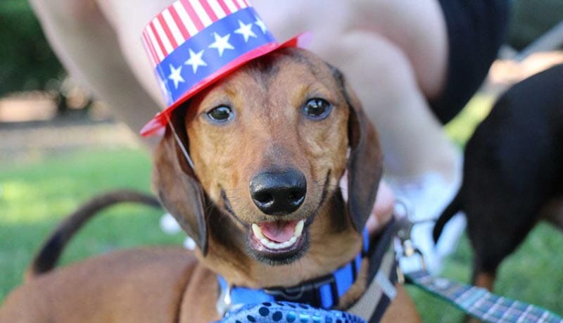 Dogs with 4th of July hat