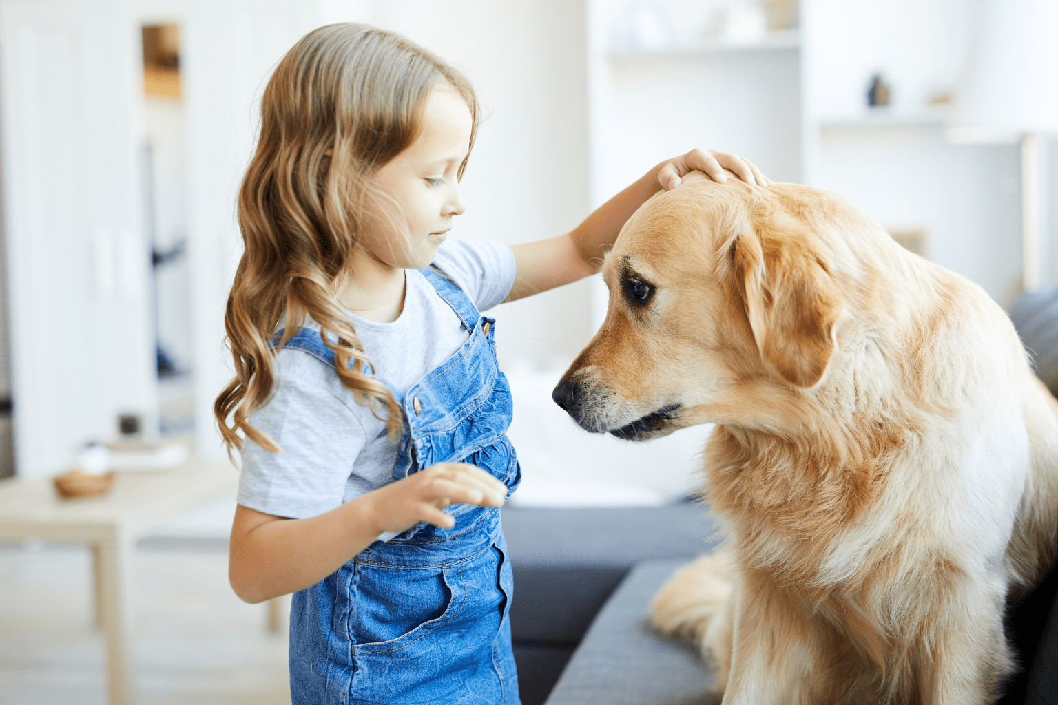 Little girl gently petting a golden retriever indoors