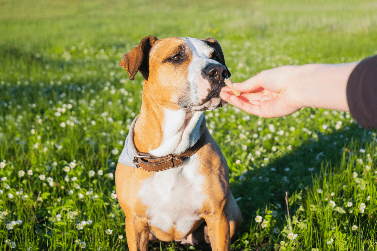 Dog sitting in a grassy field being fed a treat by hand