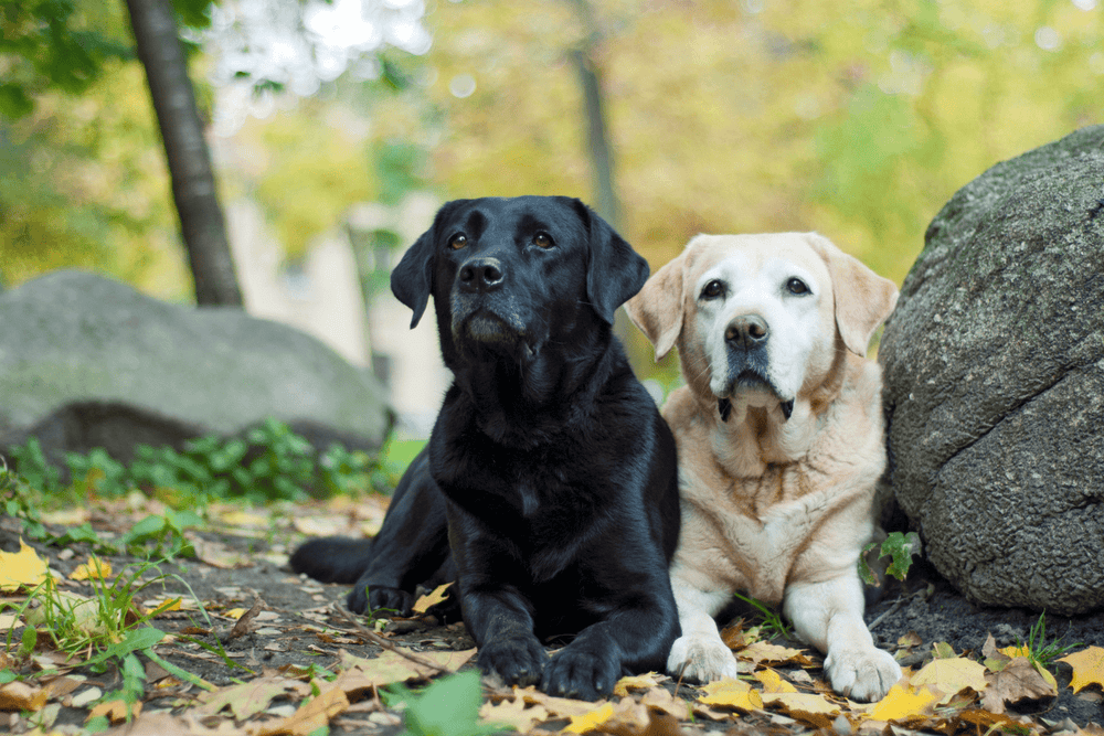 Perros de raza mixta de labrador: Guía completa de cuidados para Natur