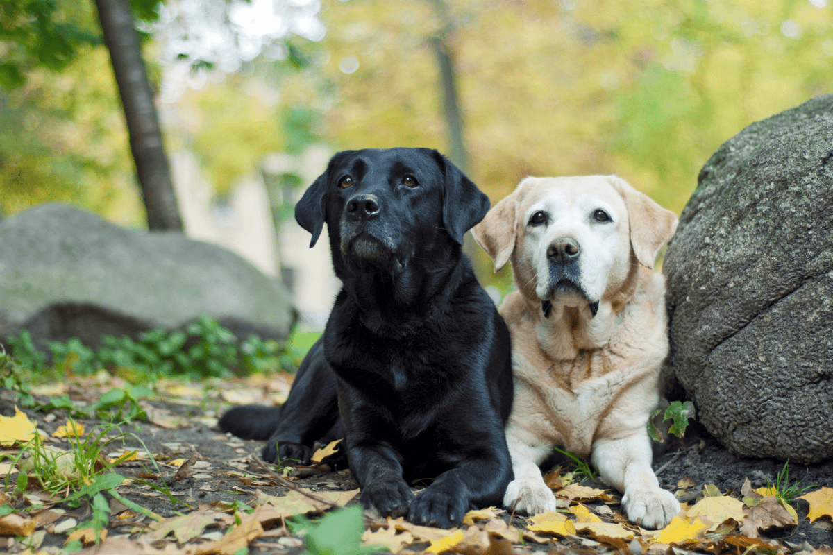 Lab Mix Dogs: Complete Care Guide for Natures Best