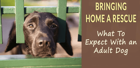 What to Expect With an Adult Rescue Dog