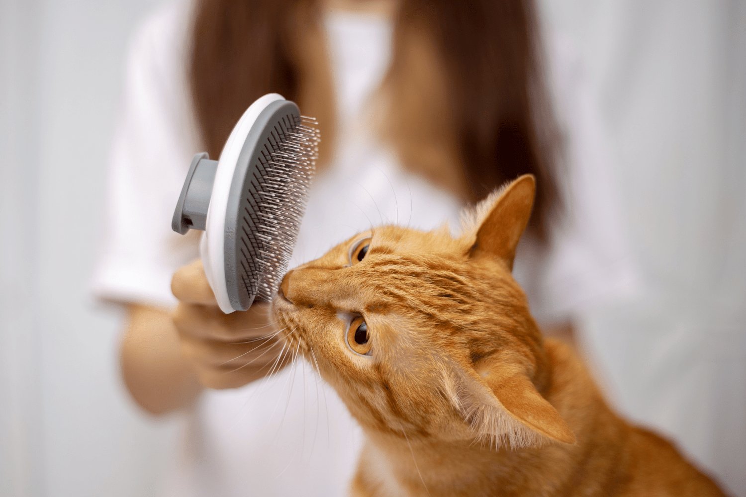 An orange cat sniffing a grooming brush held by a person
