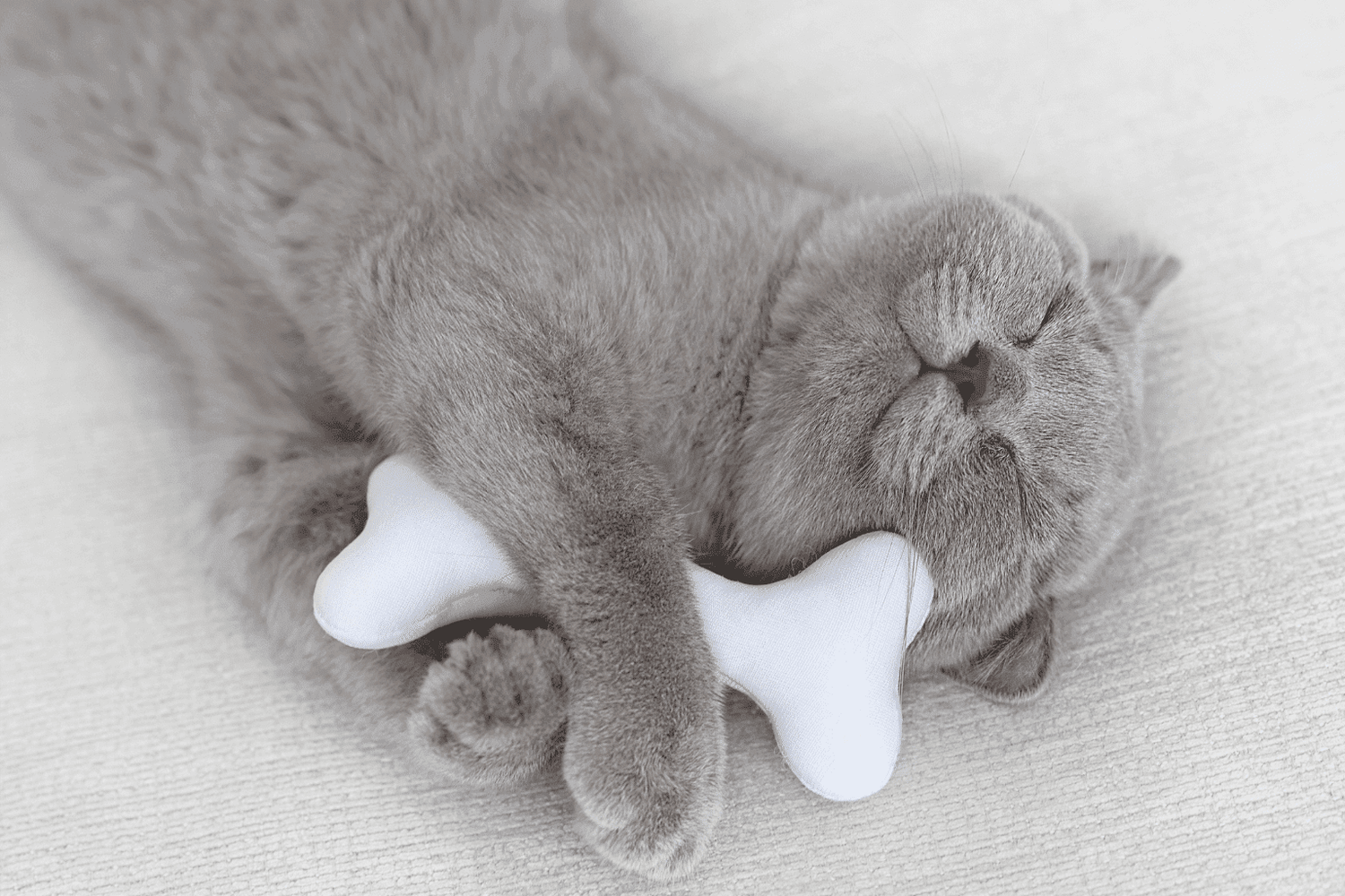 Cat holding a bone plush toy