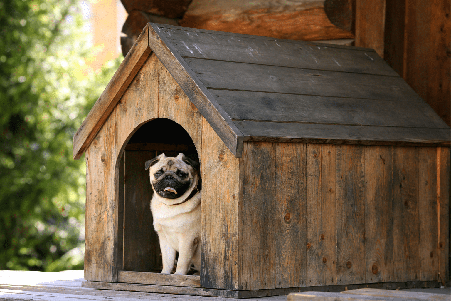 Dog Outside Living: Essential Safety & Comfort Tips