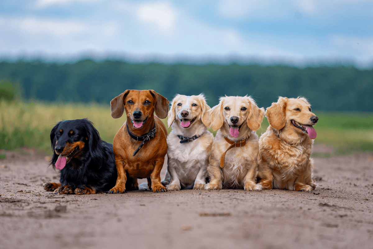 Colores de perros: La guía completa para dueños de mascotas