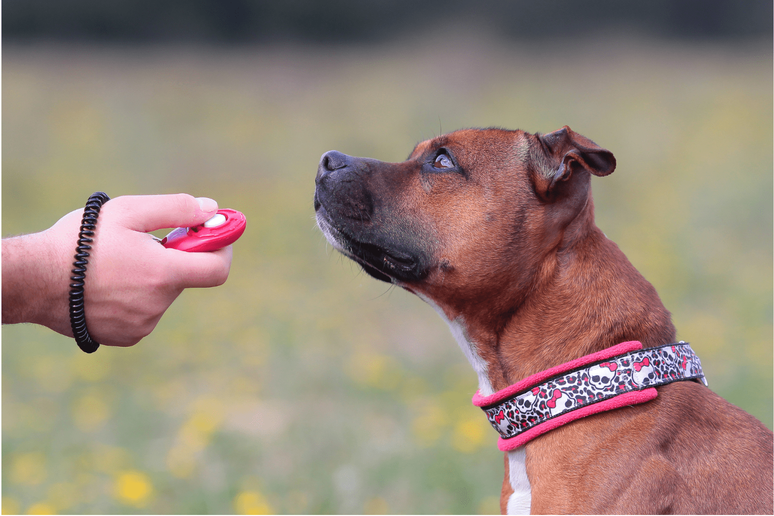 Dog Clicking Made Easy—Gentle Training That Works