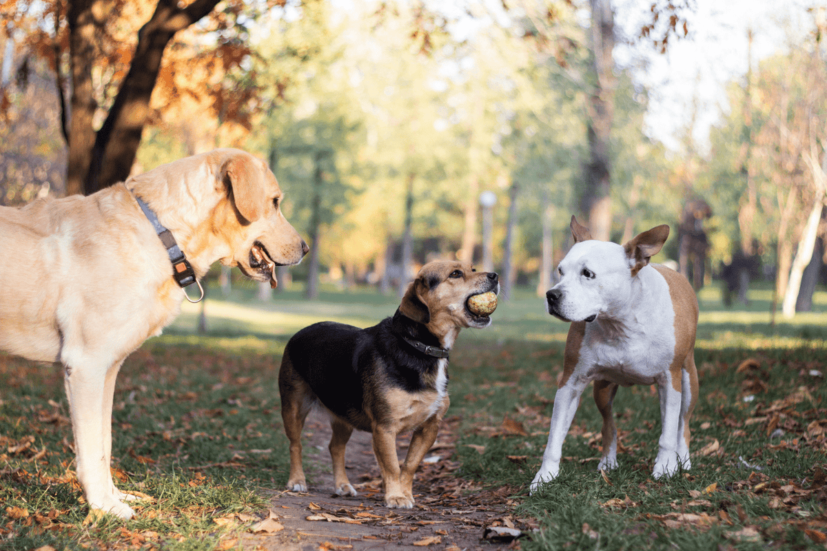 Dog New Breeds & Designer Dogs: What Pet Parents Need