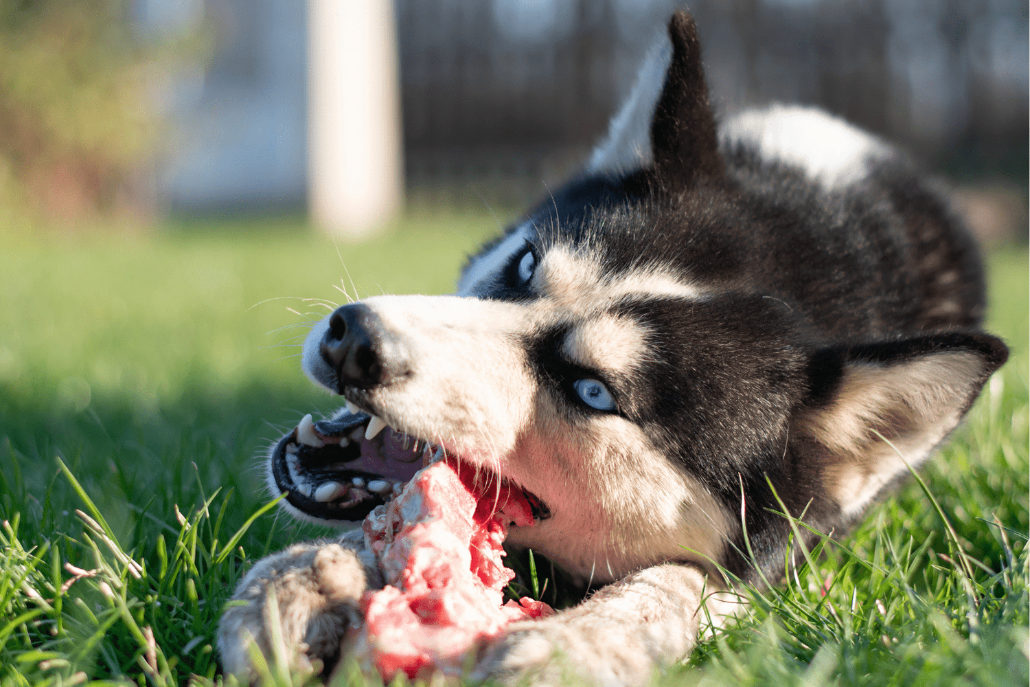 Wild Dog Food Benefits for Healthier Pets