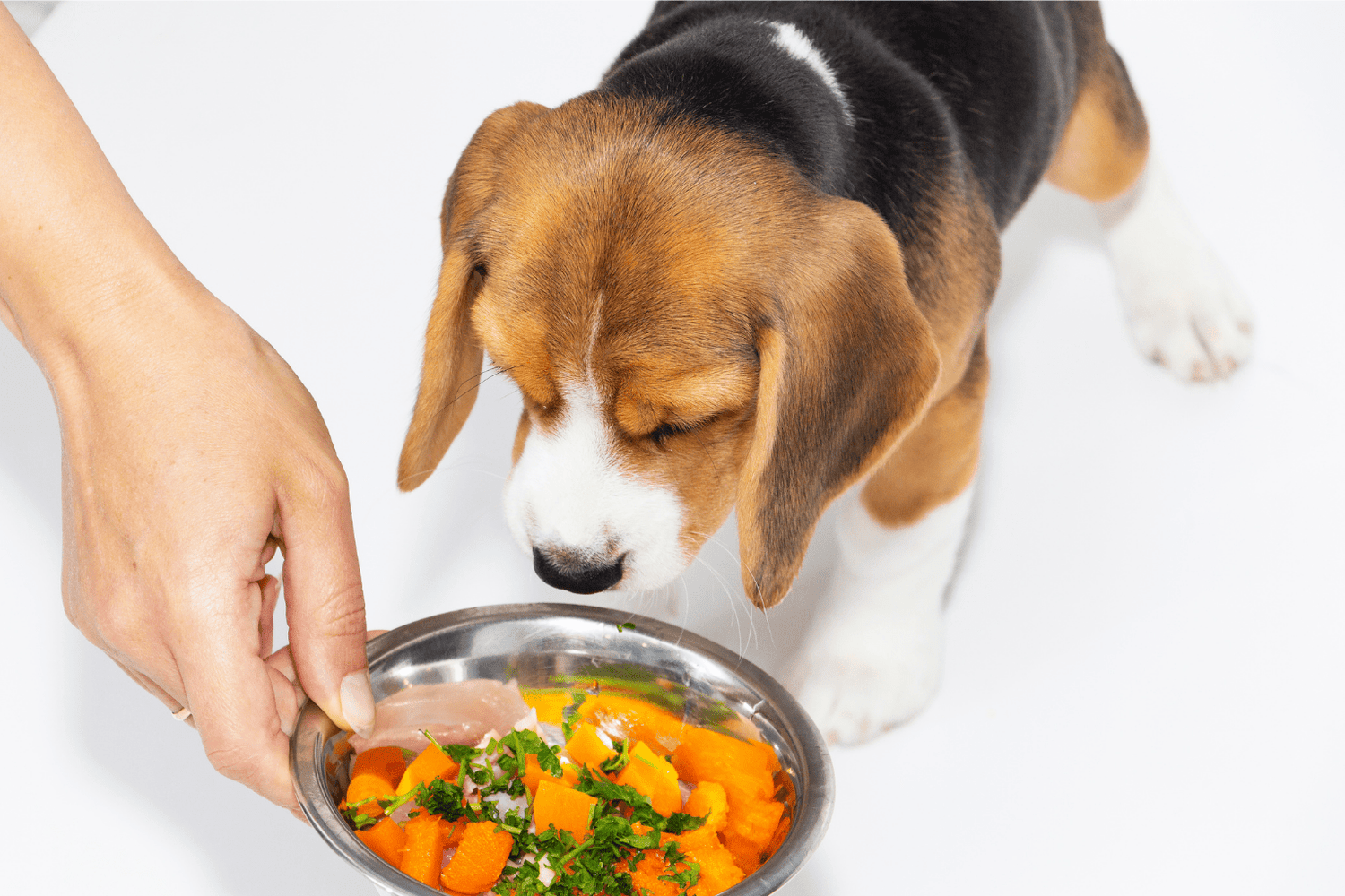 Pet Safe Vegetables: Complete Natural Guide 2025