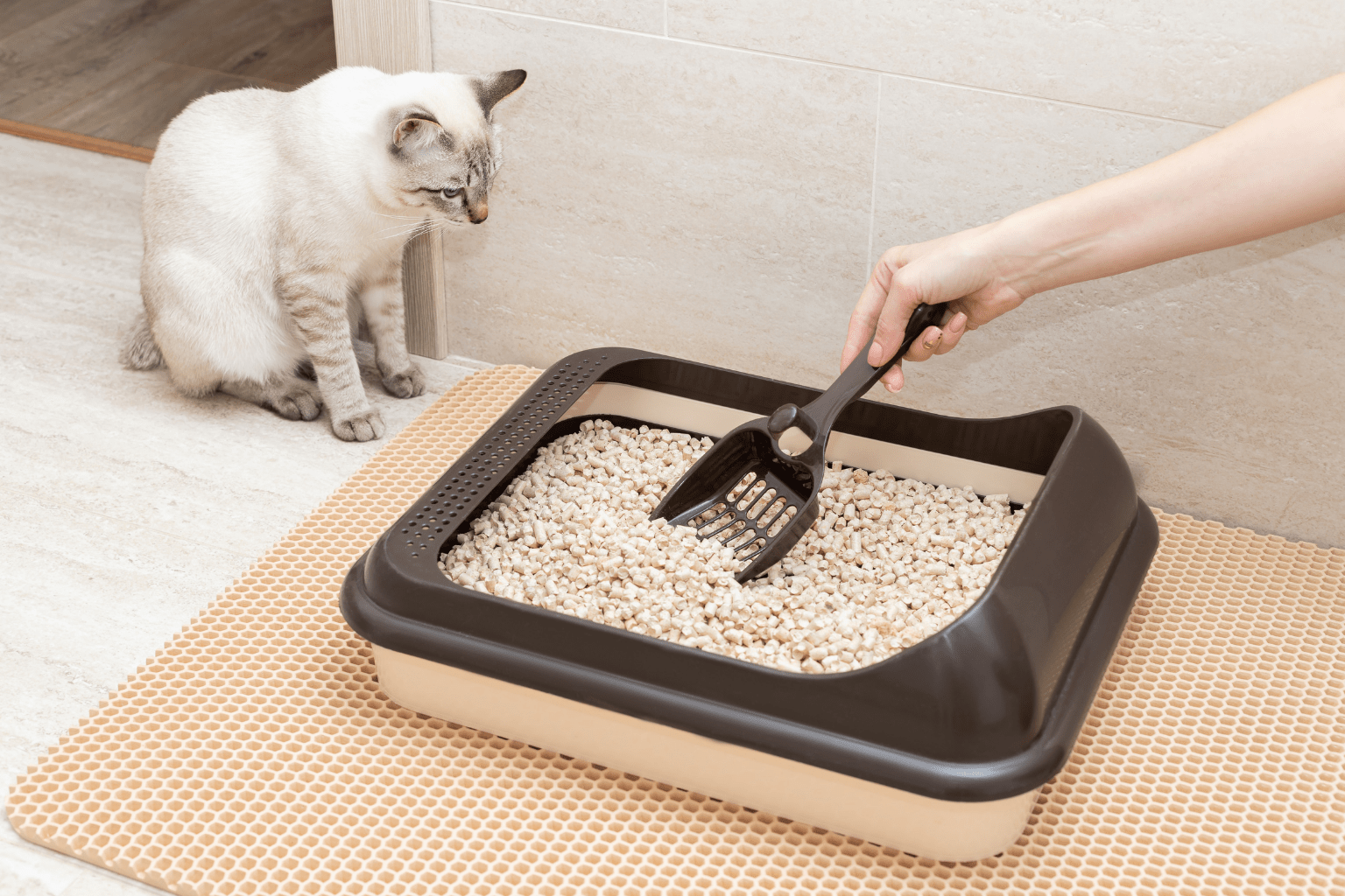How to Relieve Constipation in Cats: Complete Guide