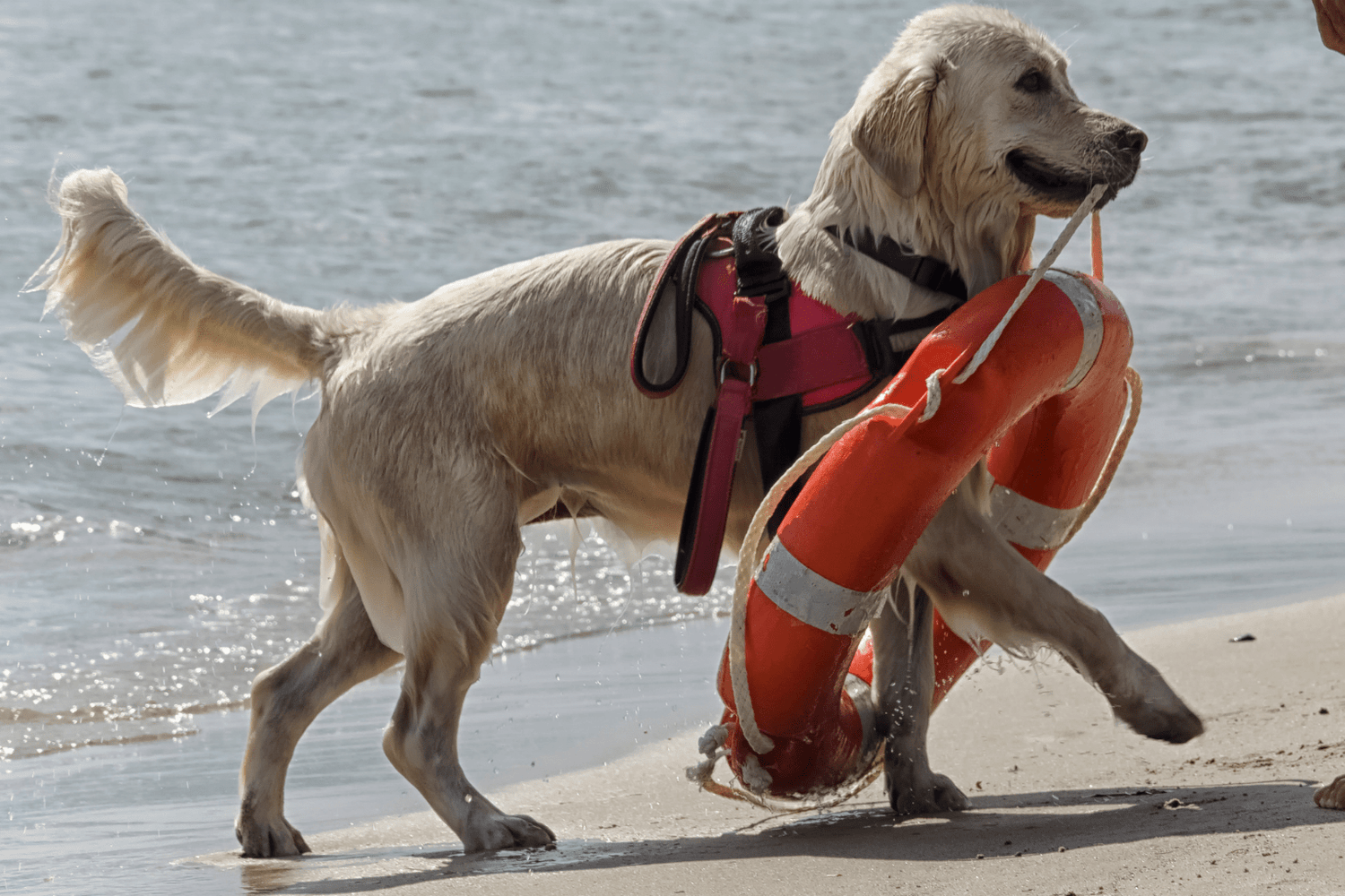 Worker Dogs: Complete Guide to Care & Training