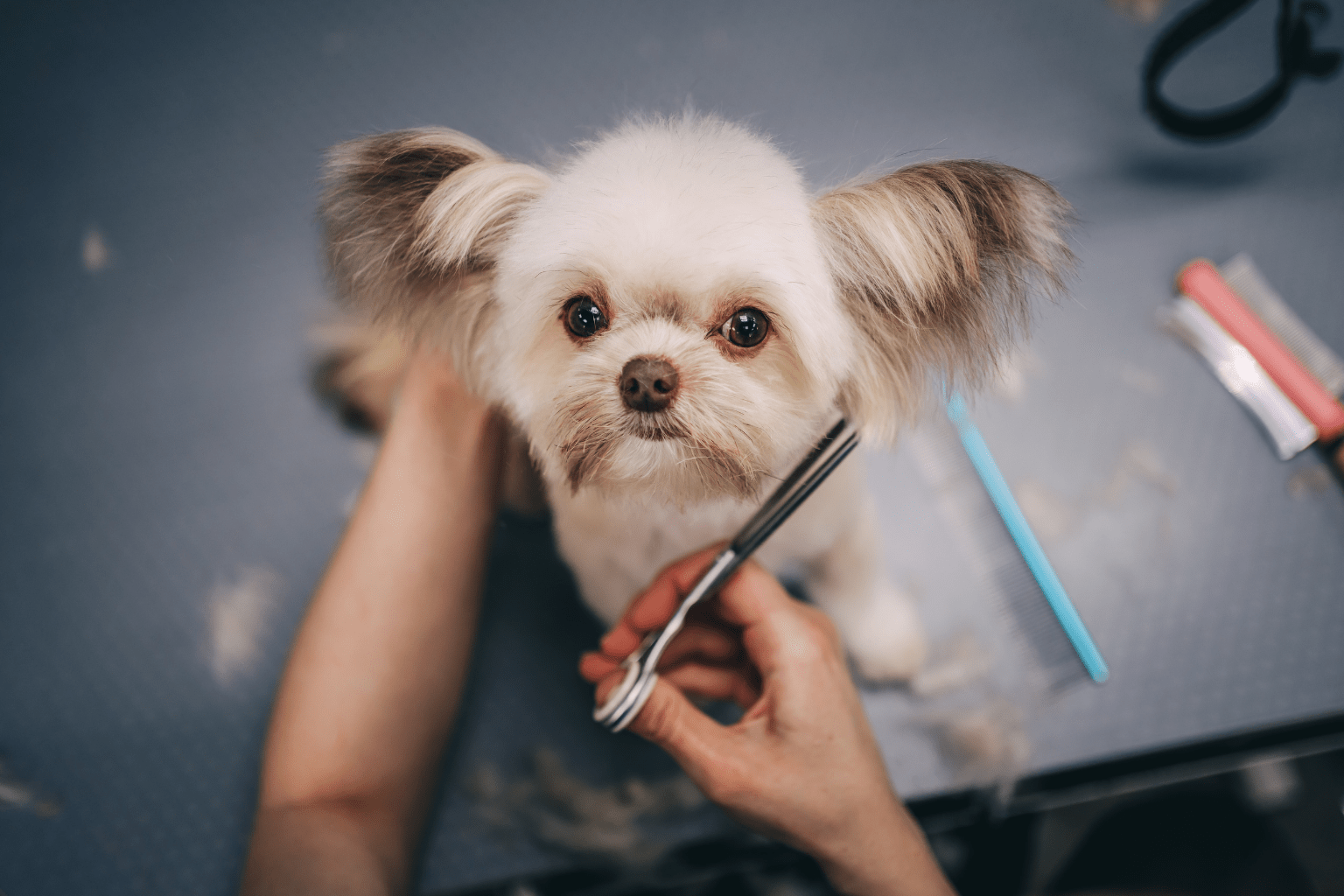 Dog Haircuts 101: Safe Styles for Happy, Healthy Pets