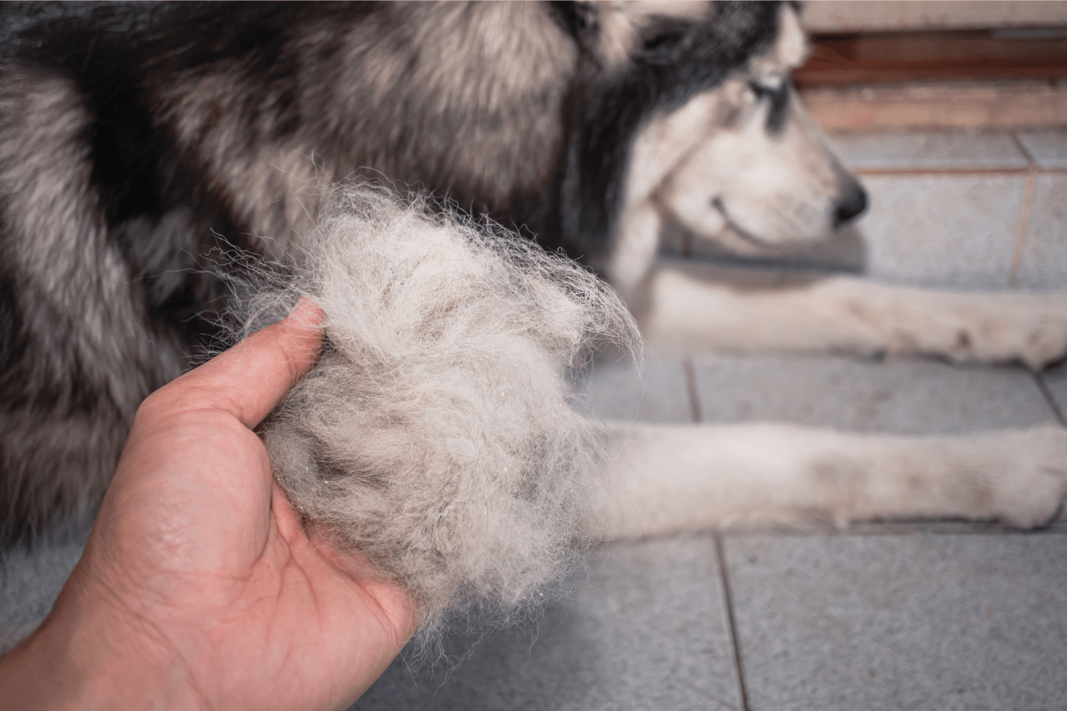 Dog Hairs: The Complete Guide to Coat Care & Health