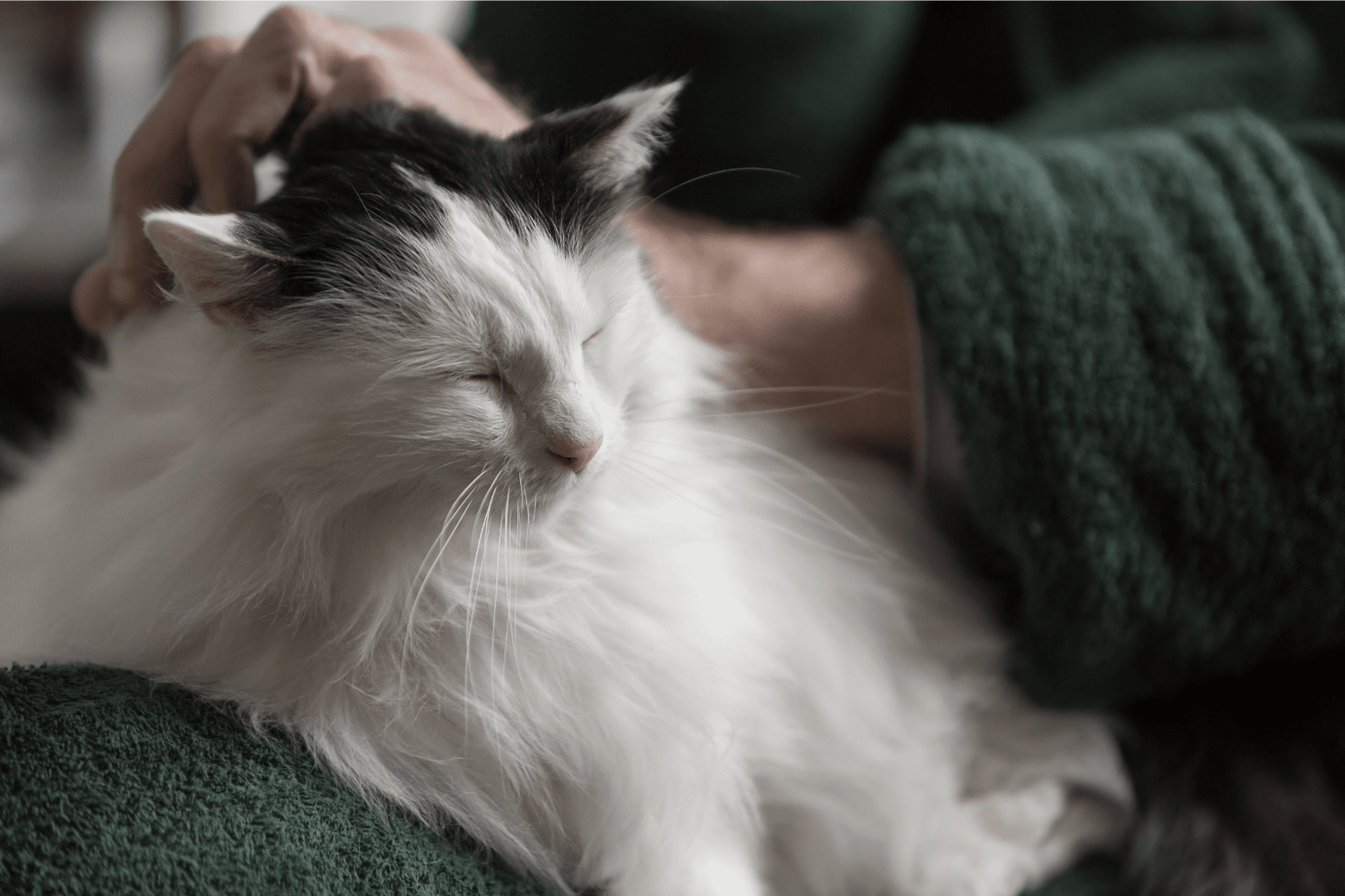 Old Cat Care: Natural Wellness for Senior Kitties